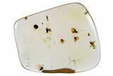 Polished Colombian Copal ( g) - Several Flies #264508-1